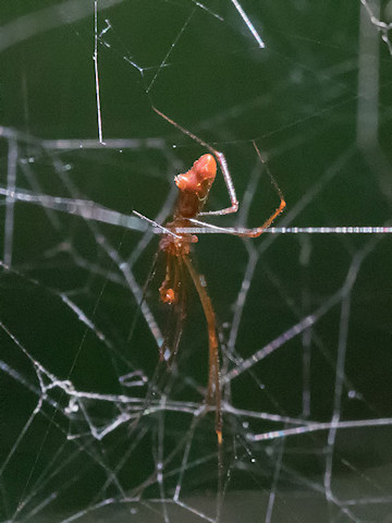 Comb-footed spider (Argyrodes sp) (Argyrodes sp)